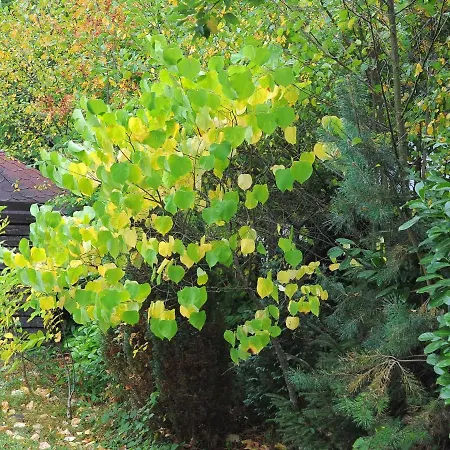 Сasa de vacaciones Holiday Waldferienpark Gerolstein-2 *